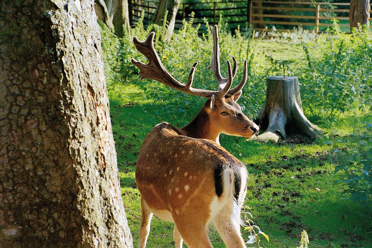 Private park deer enclosure