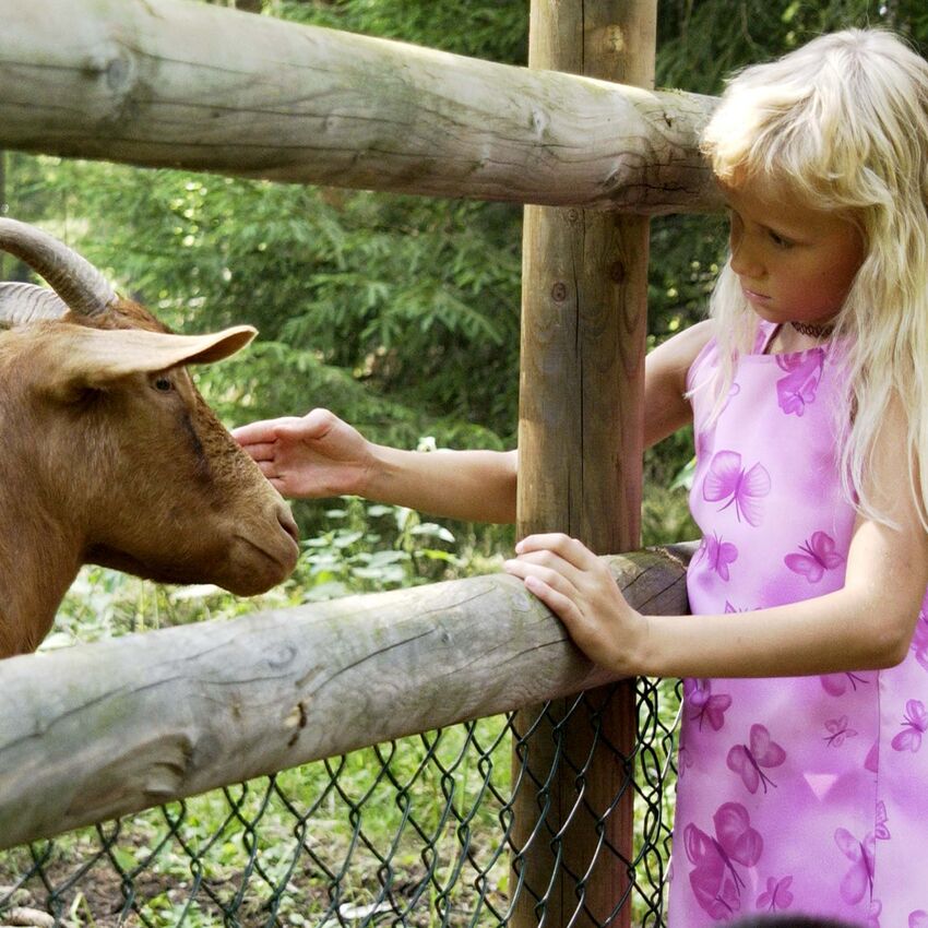 Feeding Deer in the Wildlife Enclosure