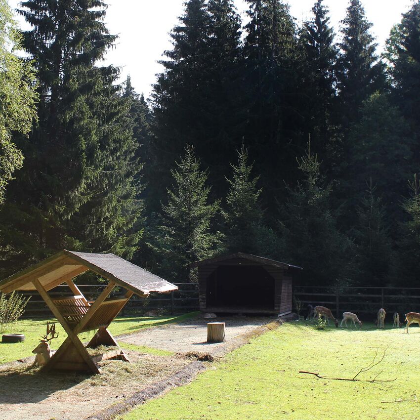 Game enclosure with deer